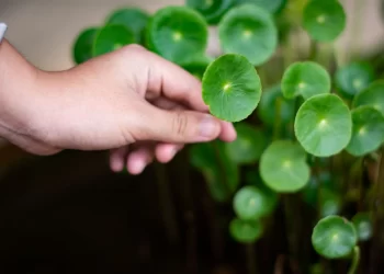 Cica Skincare for Acne Can it Help Improve Your Skin