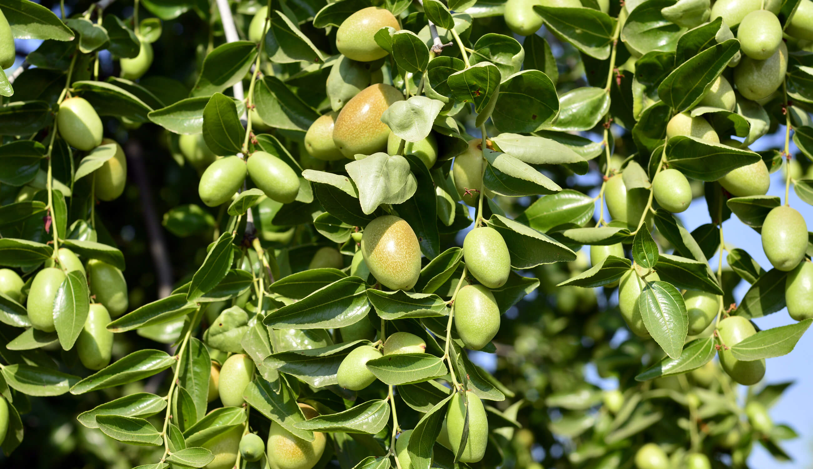 Jojoba